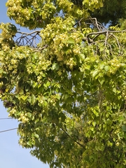 Brachychiton populneus