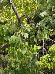 Brachychiton populneus