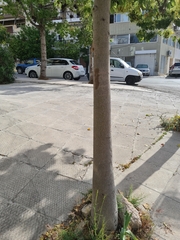 Brachychiton populneus