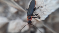 Cantharis marginiventris