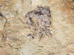 Prionailurus bengalensis