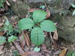 Chloranthus serratus