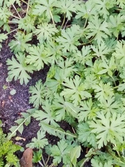 Geranium