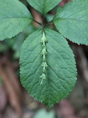 Chloranthus serratus