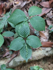 Chloranthus serratus