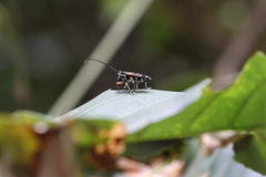 Glenea relicta