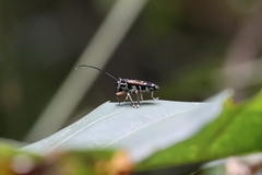 Glenea relicta