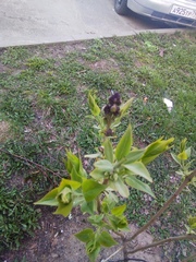 Syringa vulgaris