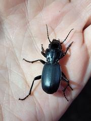 Pterostichus lama