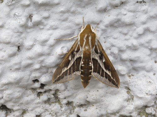 Barbary Spurge Hawk-moth