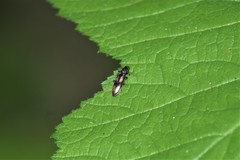 Liotrichus umbripennis