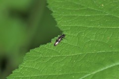 Liotrichus umbripennis