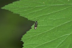 Liotrichus umbripennis
