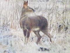 Hydropotes inermis argyropus