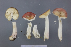 Russula nitida