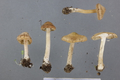Inocybe sindonia