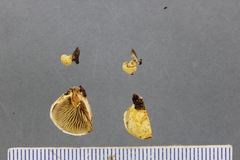 Pleuroflammula praestans