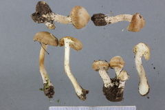 Inocybe sindonia