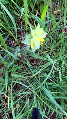 Rhinanthus mediterraneus