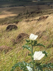 Argemone glauca