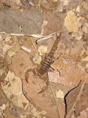 Pseudouroctonus santarita