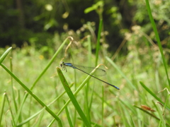 Aciagrion approximans