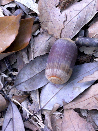 Image of Quercus edithiae by no rights reserved