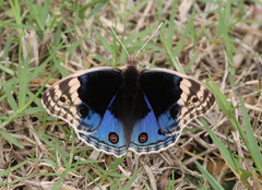 Junonia orithya ocyale