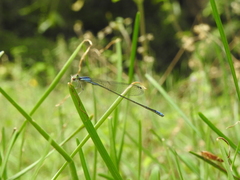 Aciagrion approximans