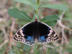 Junonia orithya ocyale