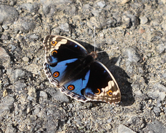 Junonia orithya ocyale