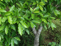 Syzygium nervosum