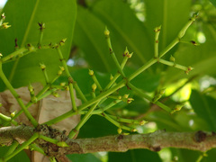 Syzygium nervosum