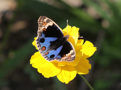 Junonia orithya ocyale