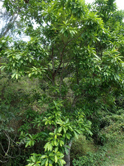 Syzygium nervosum