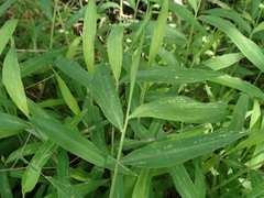 Microstegium ciliatum