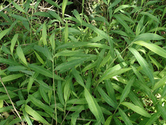 Microstegium ciliatum