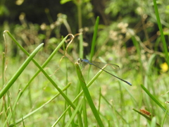 Aciagrion approximans