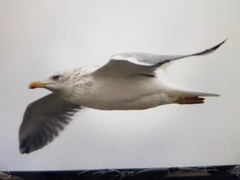 Larus argentatus vegae