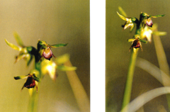 Genoplesium ciliatum