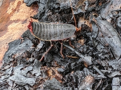 Polyzosteria limbata