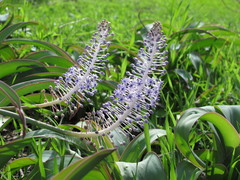 Scilla latifolia