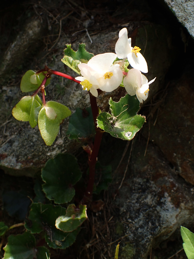 Wax Begonia (Begonia cucullata) · iNaturalist