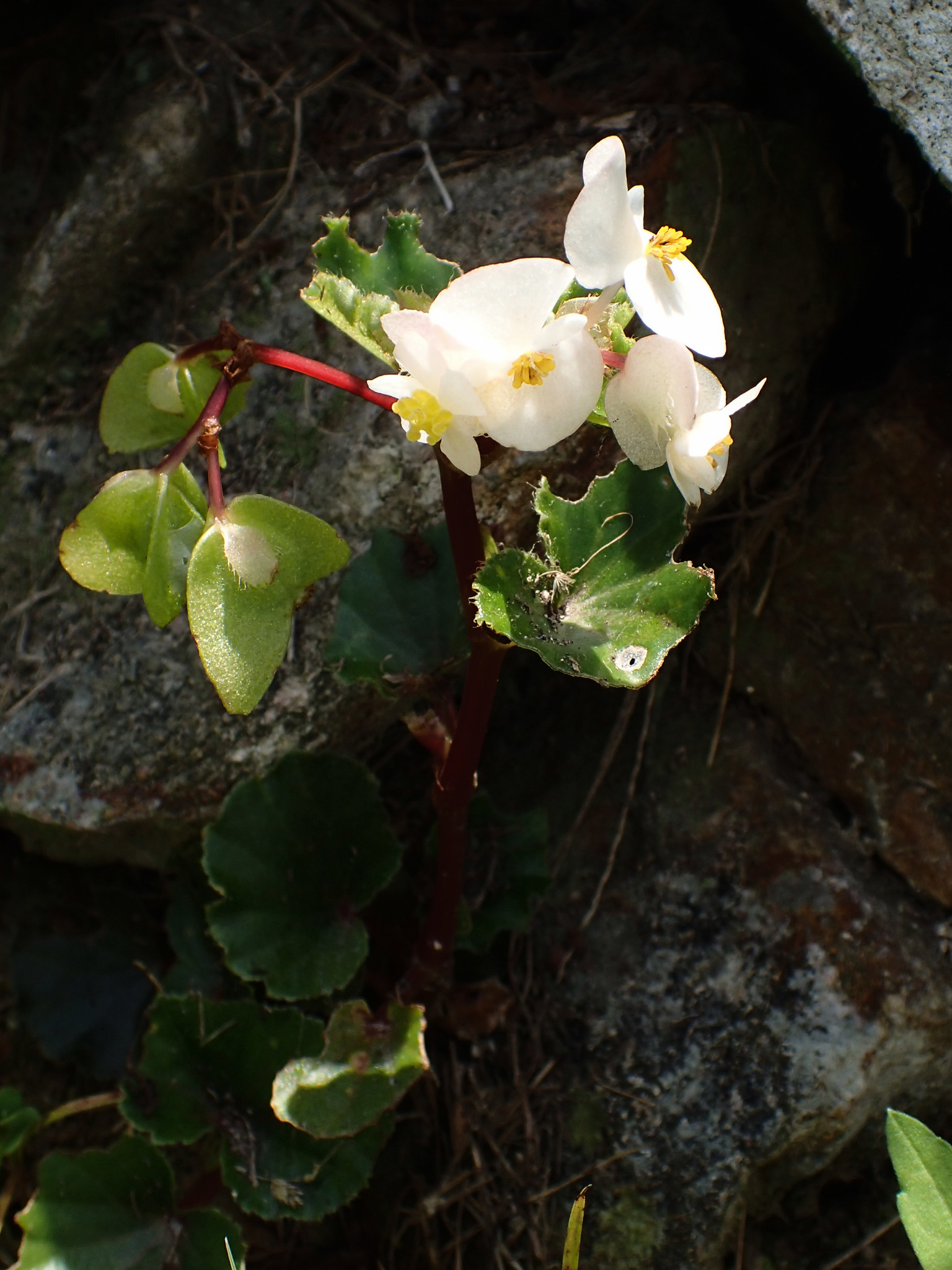 Begonia de Cera (Begonia cucullata) · NaturaLista Mexico