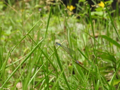 Aciagrion approximans