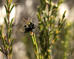 Tharpyna campestrata