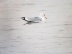 Larus fuscus heuglini