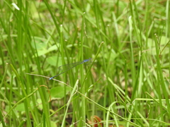 Aciagrion approximans
