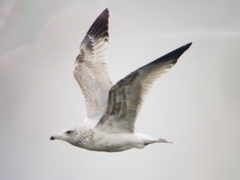 Larus argentatus vegae