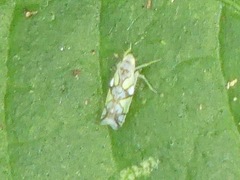 Protalebrella conica